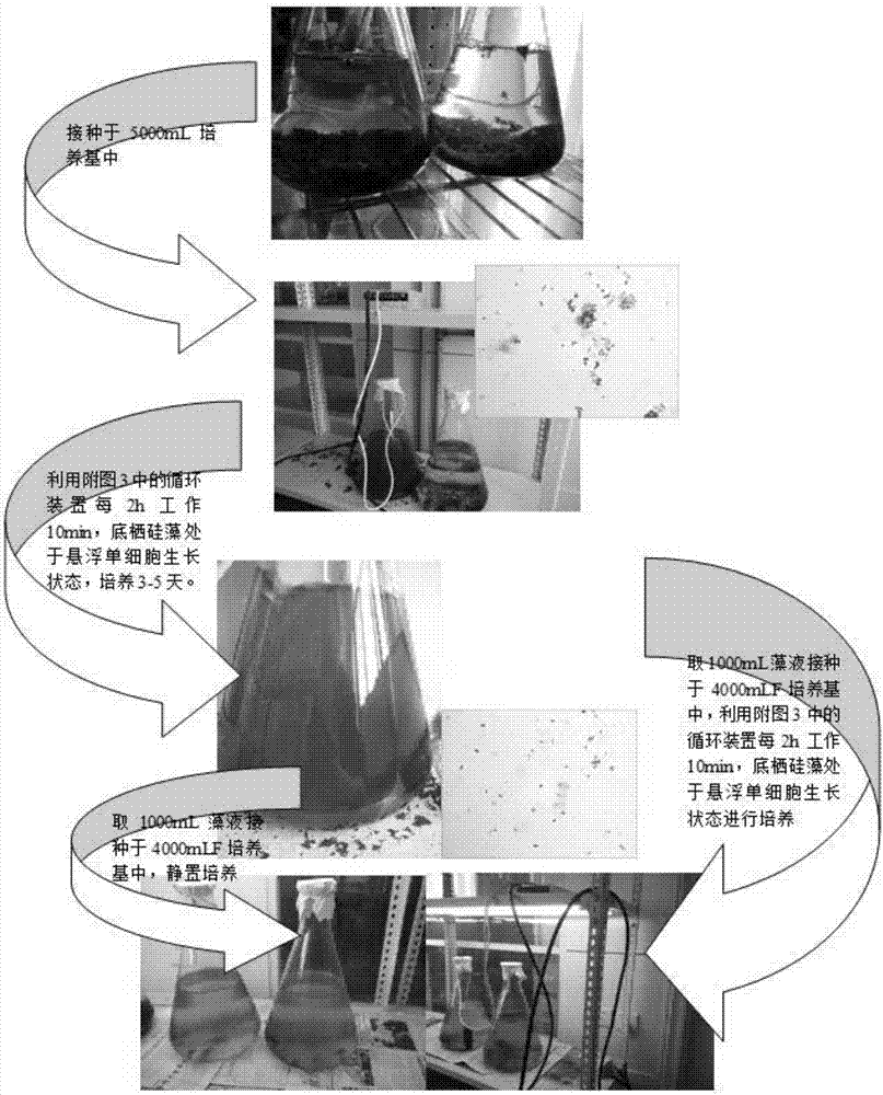 Benthic diatom culture method