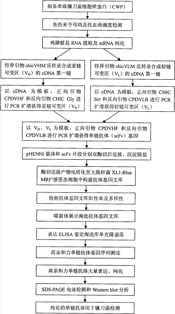 Screening on single chain antibody for resisting fusarium and application thereof