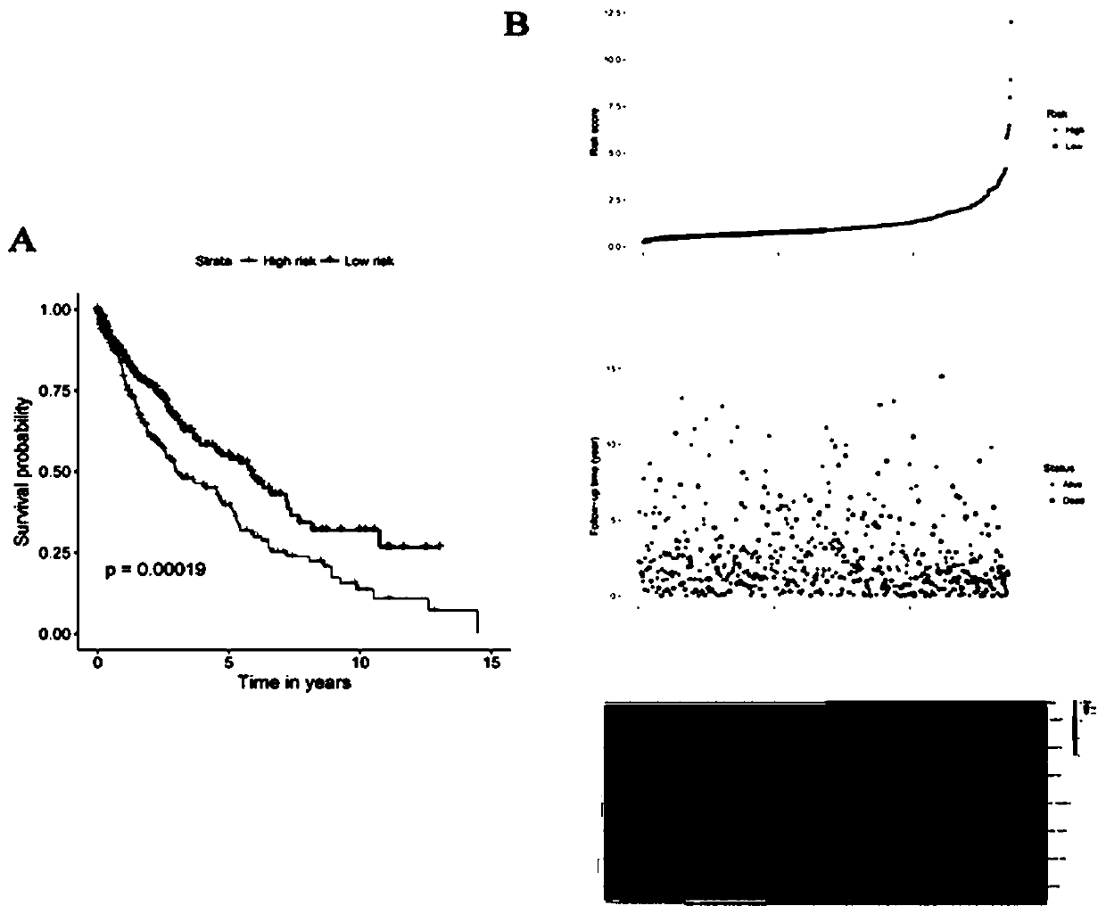 Model for predicting prognosis of lung squamous cell carcinoma with seven genes as biomarkers, and establishing method thereof