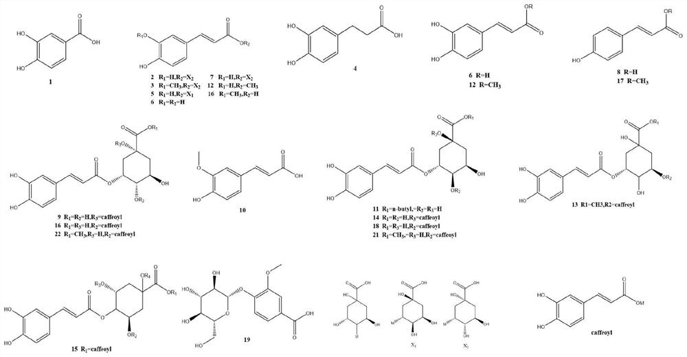 Method for simultaneously determining various phenolic acids in honeysuckle