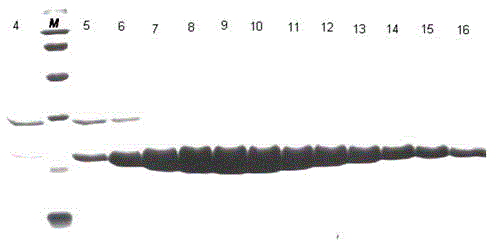 Structure of coxsackie virus A16-3C protease and application thereof