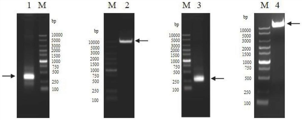 Liquid formulation comprising anti-human thymic stromal lymphopoietin (tslp) monoclonal antibody