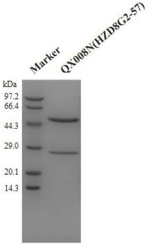 Liquid formulation comprising anti-human thymic stromal lymphopoietin (tslp) monoclonal antibody