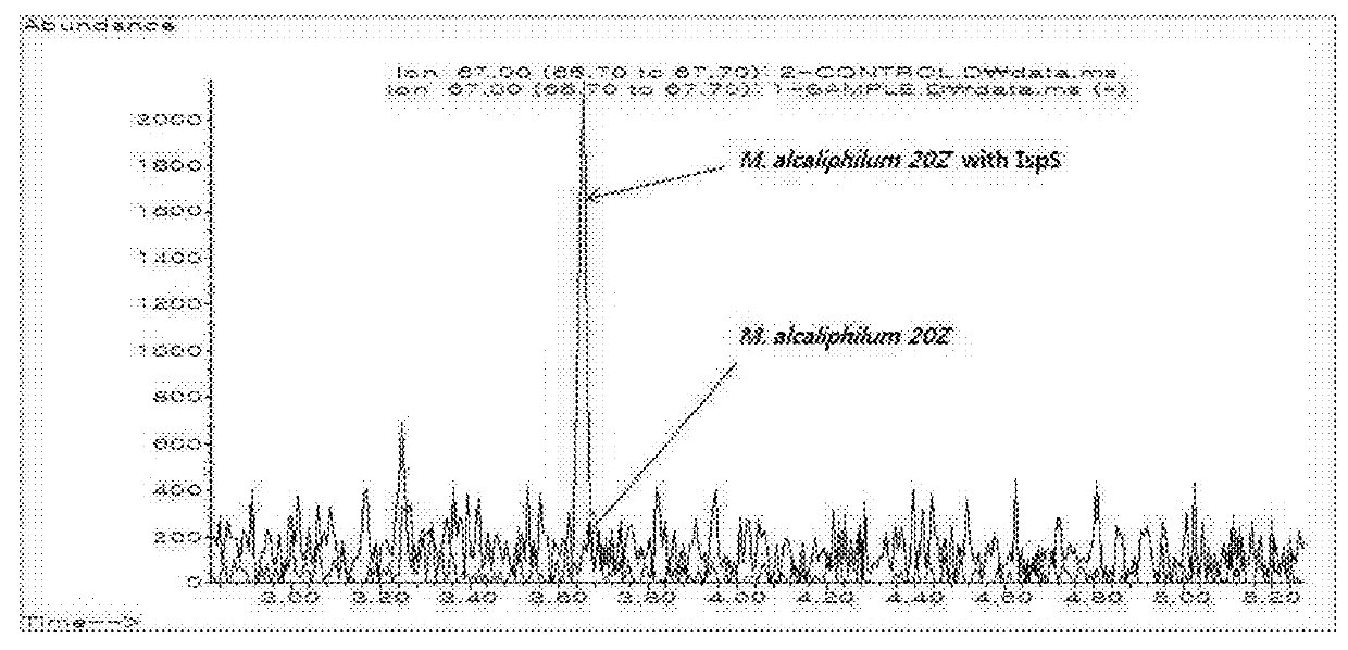 Method for producing isoprene using recombinant halophilic methanotroph