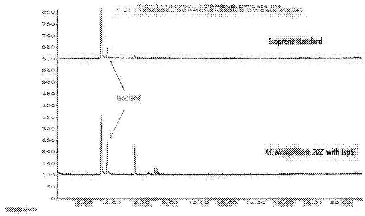 Method for producing isoprene using recombinant halophilic methanotroph