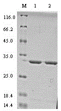 The use of the highly active expression duck Tembusu virus e protein core antigenic domain protein