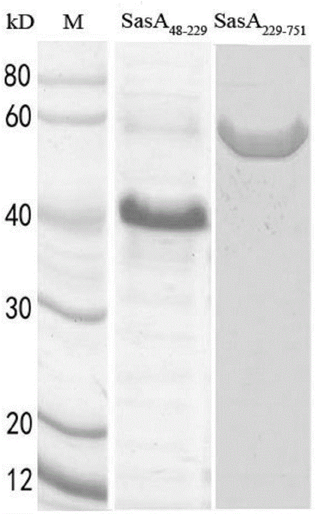 Monoclonal antibody resistant to SasA (staphylococcus aureus surface protein A) antigen and application of monoclonal antibody