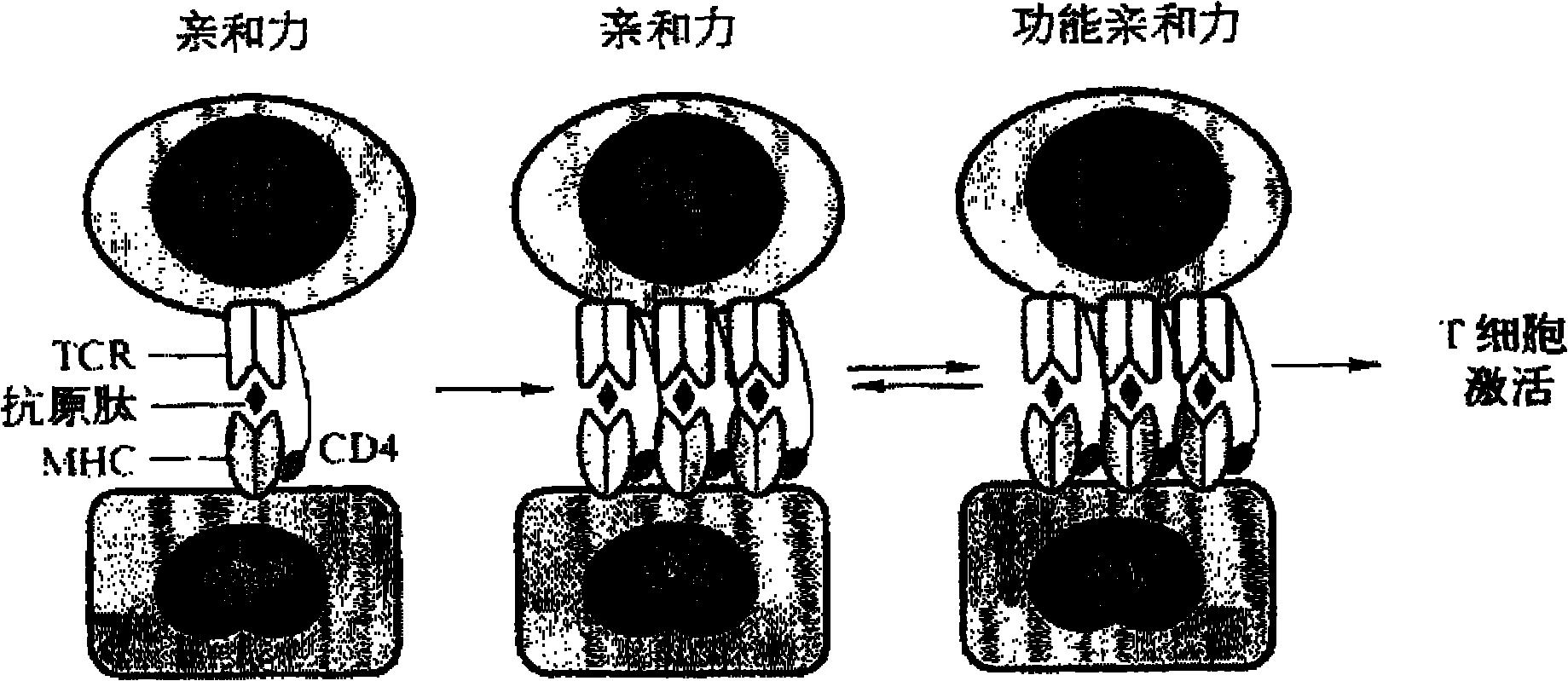 T-cell immune balance peptide