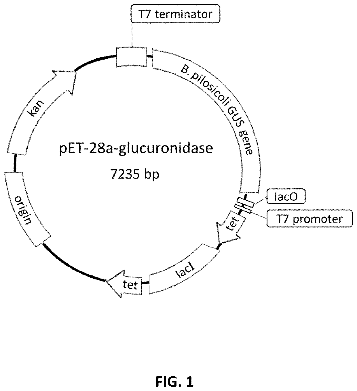 Method for detecting opioids, opiates, cannabinoids, or benzodiazepines in a sample with a b-glucuronidase enzyme