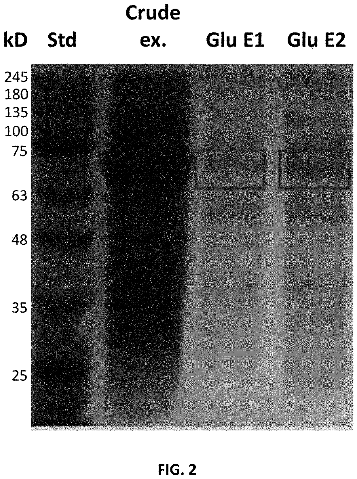 Method for detecting opioids, opiates, cannabinoids, or benzodiazepines in a sample with a b-glucuronidase enzyme