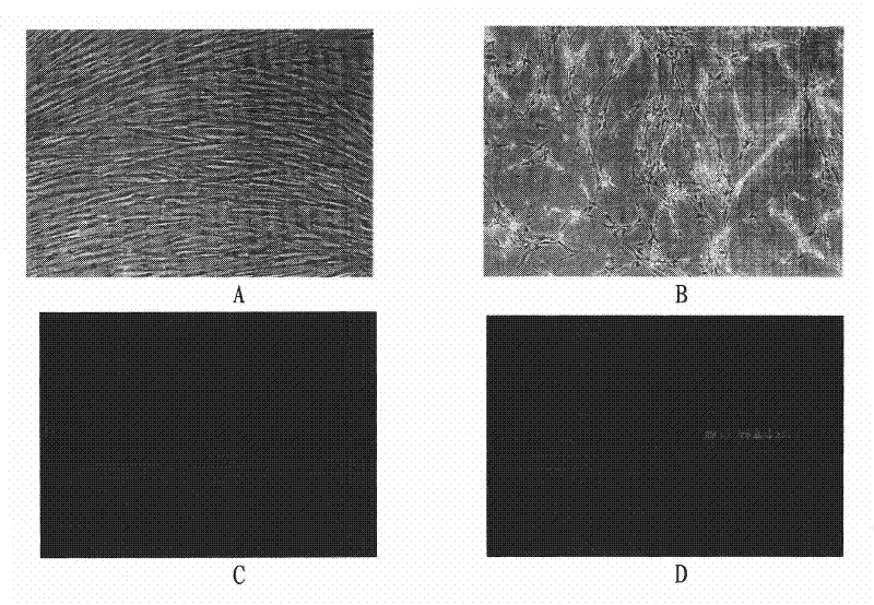 Adaptive culture method of rotavirus P(2) G3 strain and P(8) G1 strain on KMB17 cells and immunogenicity