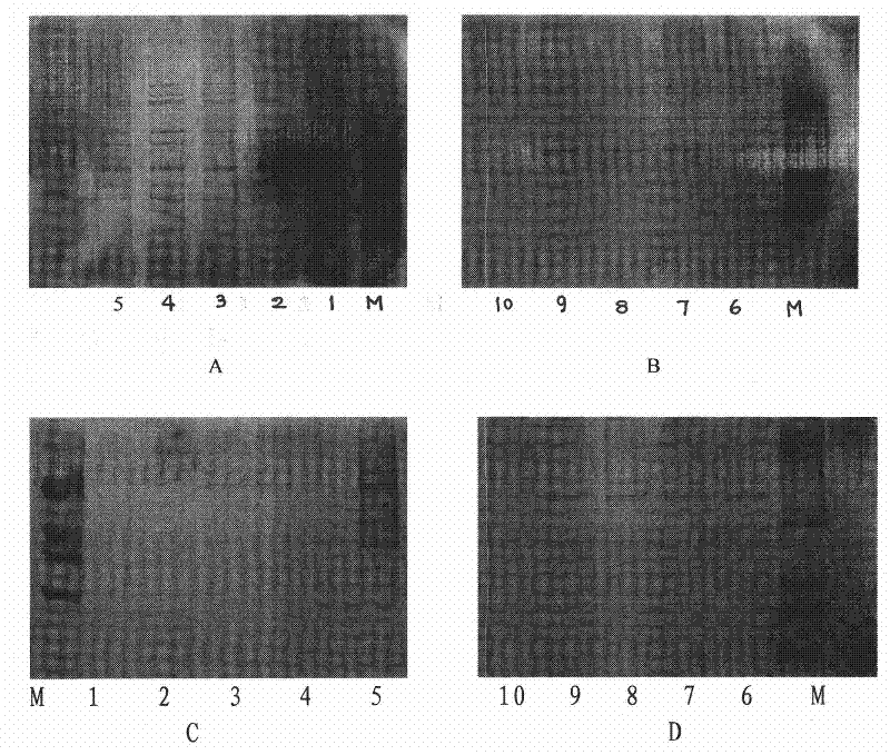 Adaptive culture method of rotavirus P(2) G3 strain and P(8) G1 strain on KMB17 cells and immunogenicity