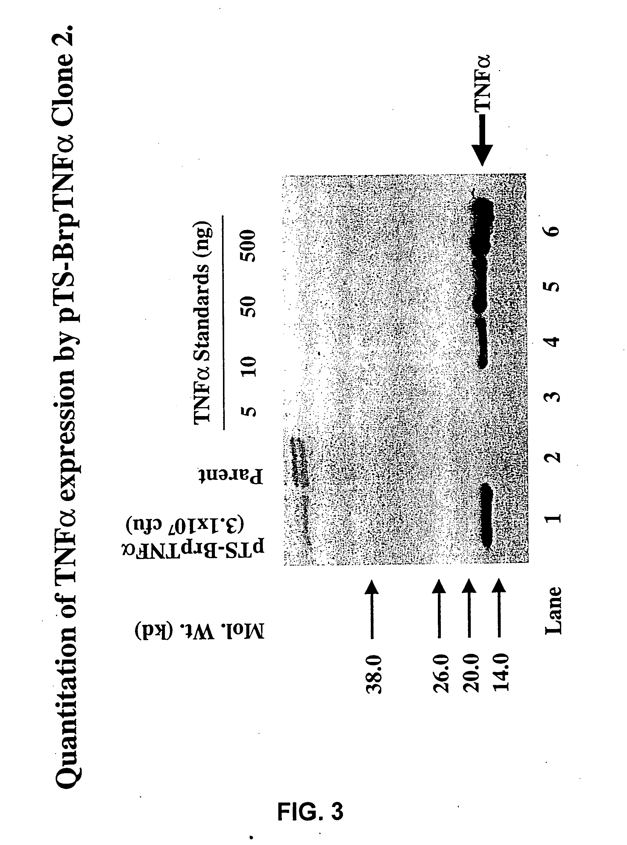 Compositions and methods for tumor-targeted delivery of effector molecules