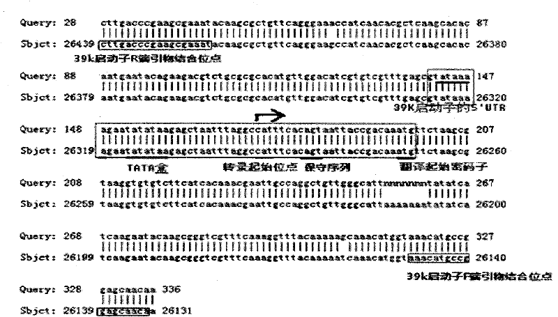 Bombyx mori nuclear polyhydrosis virus (BmNPV) 39k inducible promoter and application thereof