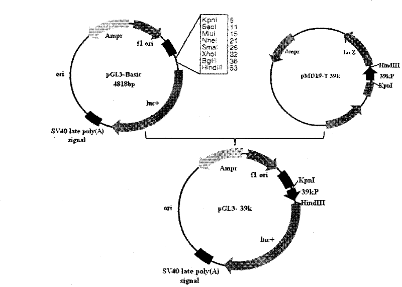 Bombyx mori nuclear polyhydrosis virus (BmNPV) 39k inducible promoter and application thereof