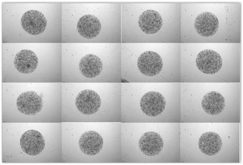 Preparation method of organoid spheres