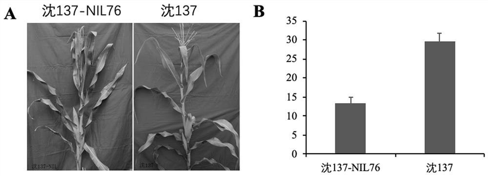 Forward regulation factor for regulating included angle of corn leaves and application thereof