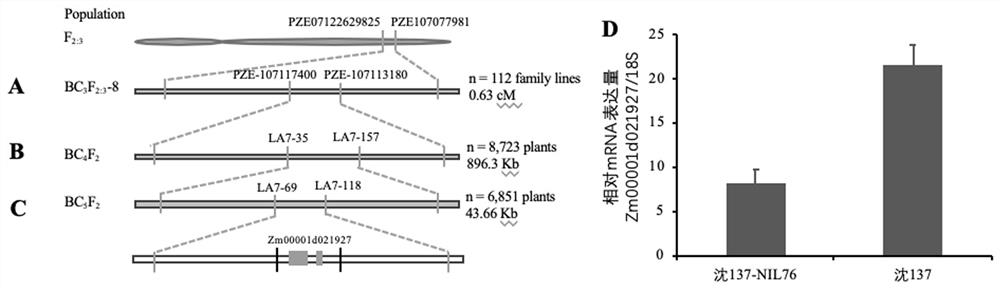 Forward regulation factor for regulating included angle of corn leaves and application thereof