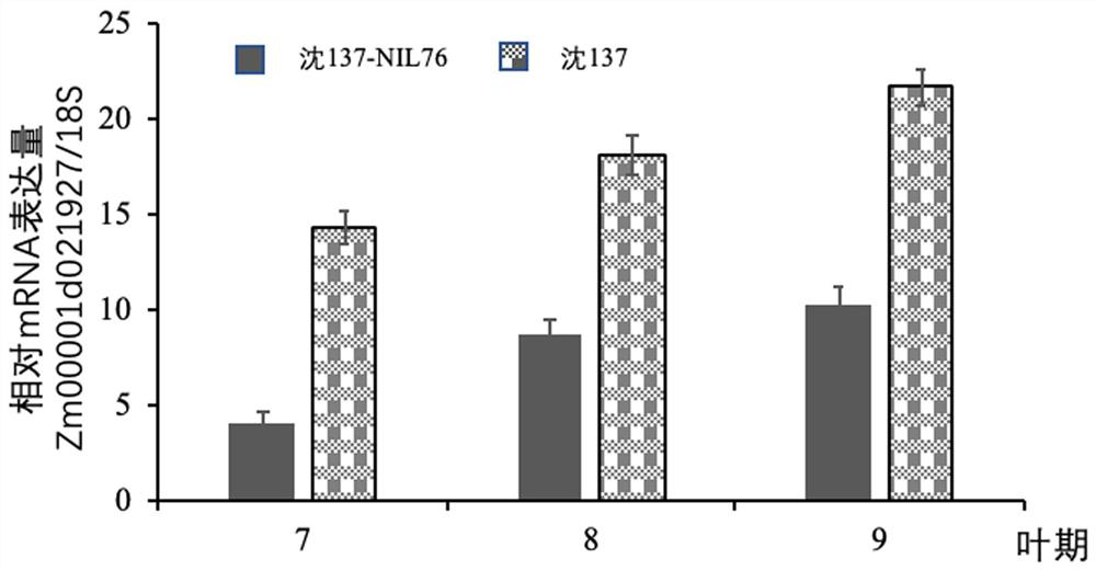 Forward regulation factor for regulating included angle of corn leaves and application thereof