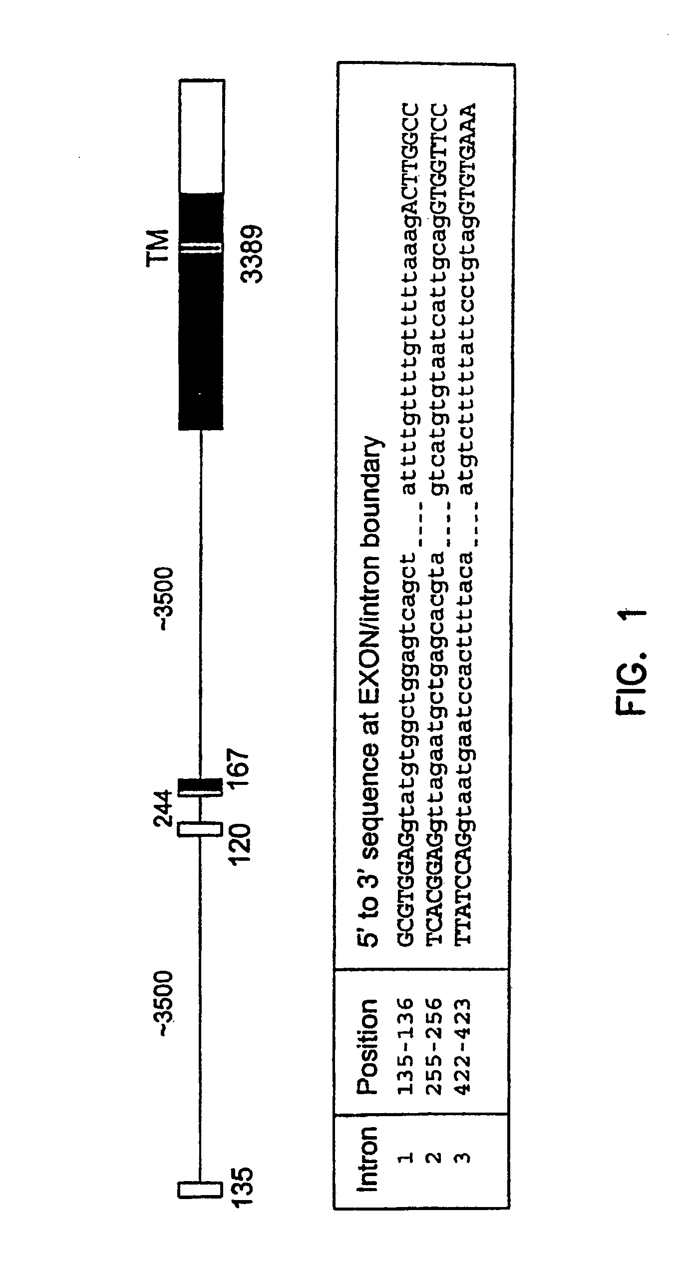 Variant TLR4 nucleic acid and uses thereof