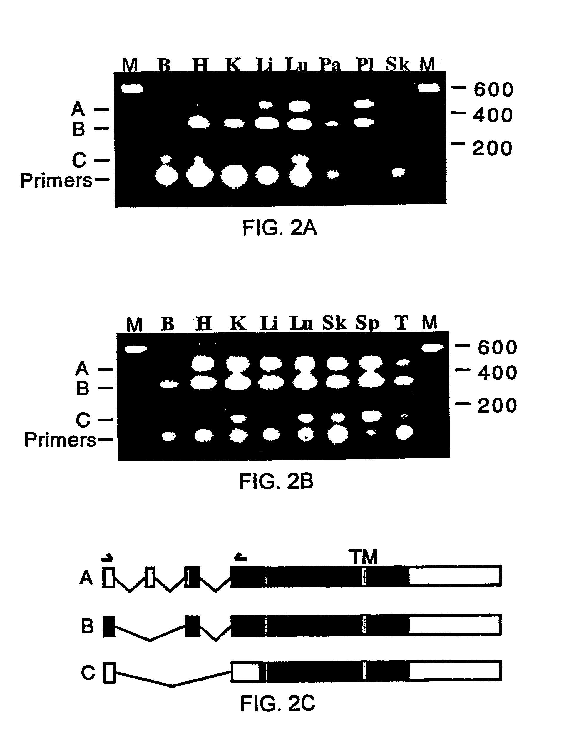 Variant TLR4 nucleic acid and uses thereof