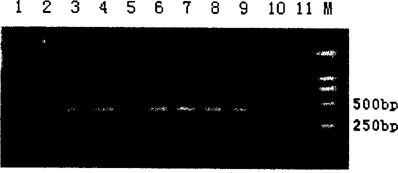 Sclerotinite anti carbendazol detection gene and its detecting method