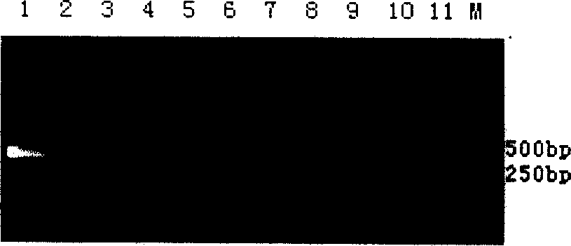 Sclerotinite anti carbendazol detection gene and its detecting method