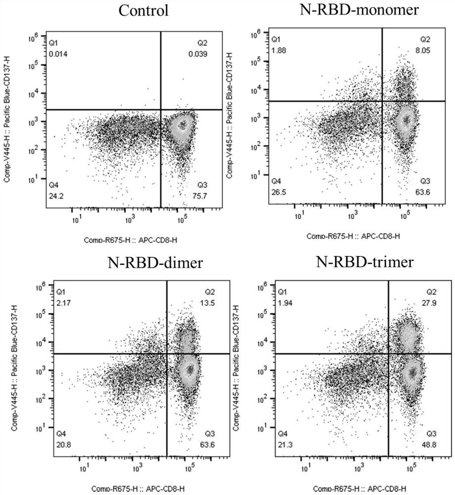 Fused gene, fused protein, recombinant vector and general DC vaccine of coronavirus and preparation methods for fused gene, fused protein, recombinant vector and general DC vaccine of coronavirus