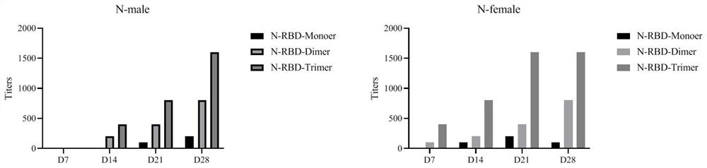 Fused gene, fused protein, recombinant vector and general DC vaccine of coronavirus and preparation methods for fused gene, fused protein, recombinant vector and general DC vaccine of coronavirus