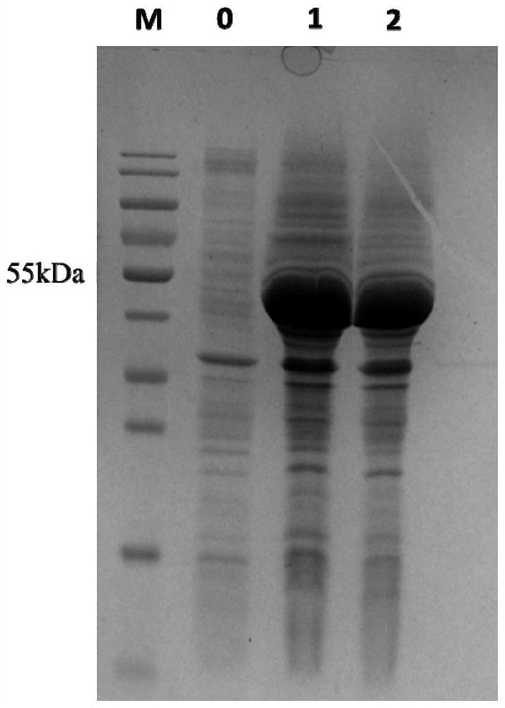 A kind of Escherichia coli producing sucrose phosphorylase