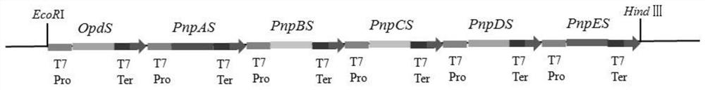 Organophosphorus hydrolase genome expressed in escherichia coli and application thereof