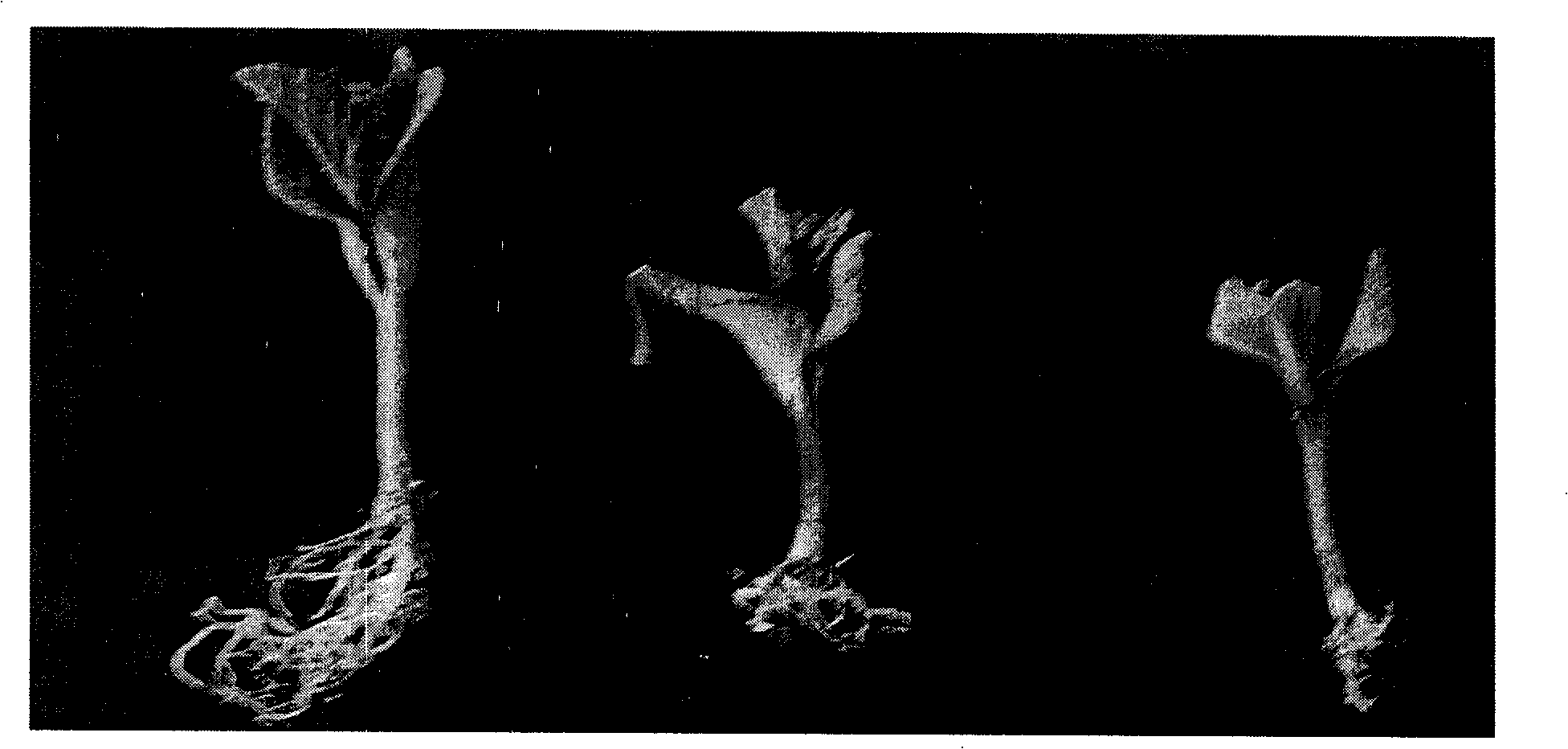 Method for preparing humic acid bio-fertilizer from lignite