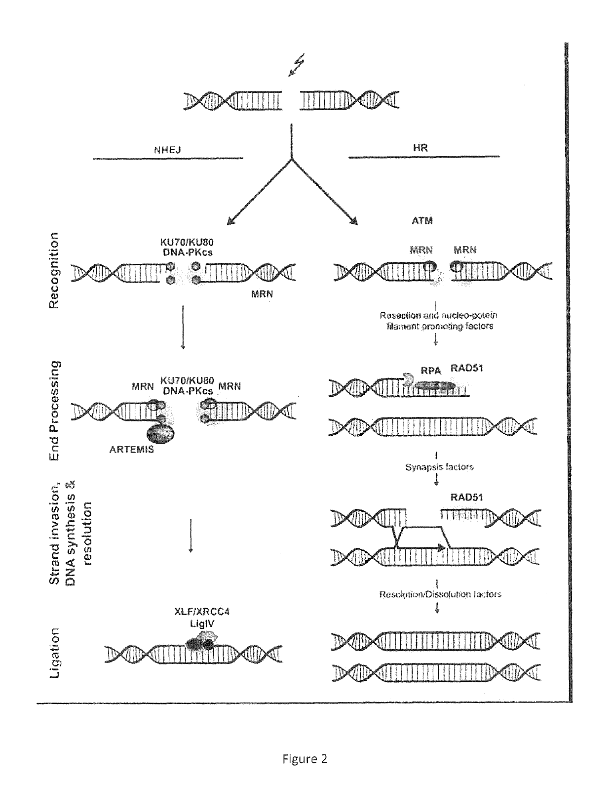 Use of dianhydrogalactitol and derivatives thereof in the treatment of glioblastoma, lung cancer, and ovarian cancer