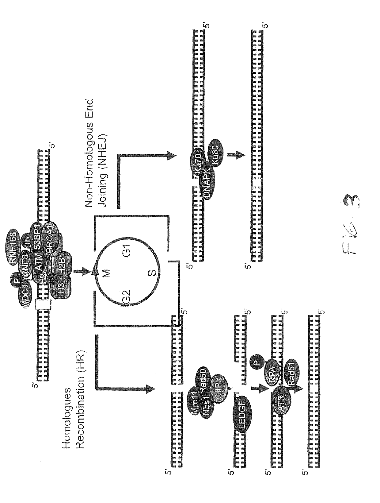 Use of dianhydrogalactitol and derivatives thereof in the treatment of glioblastoma, lung cancer, and ovarian cancer