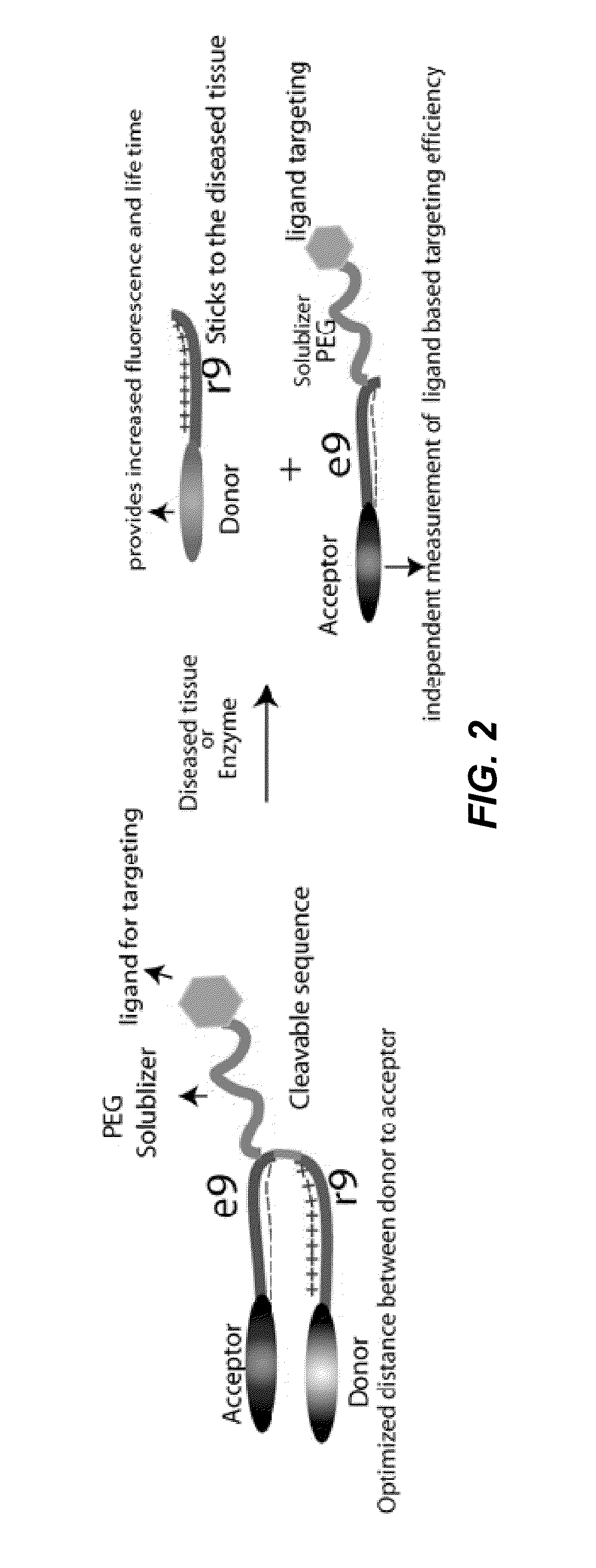 Activatable cell penetrating peptides with quenched fluorophores