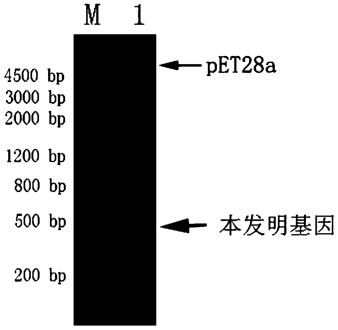 A kind of ultraviolet stress-related gene of highland barley and its application