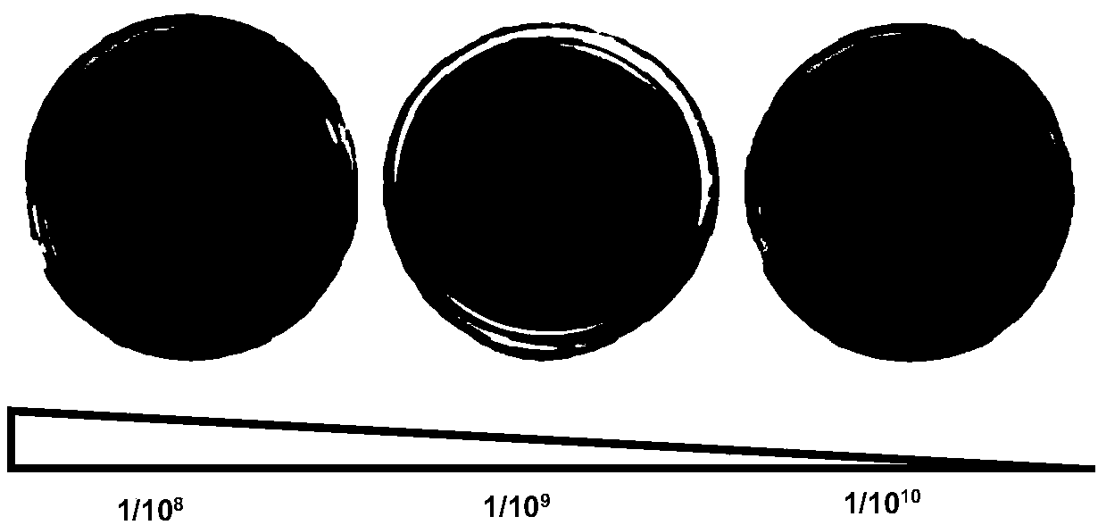 Method for constructing expression library of cell penetrating peptide by utilizing bacteriophage display technology