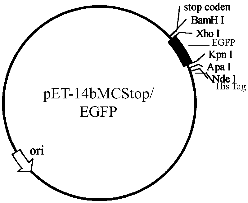 Method for constructing expression library of cell penetrating peptide by utilizing bacteriophage display technology