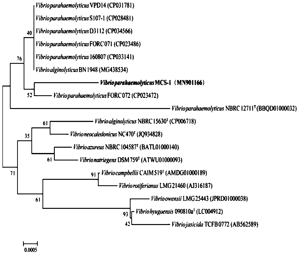 Vibrio parahaemolyticus bacteriophage, bdellovibrio bacteriovorus and application thereof