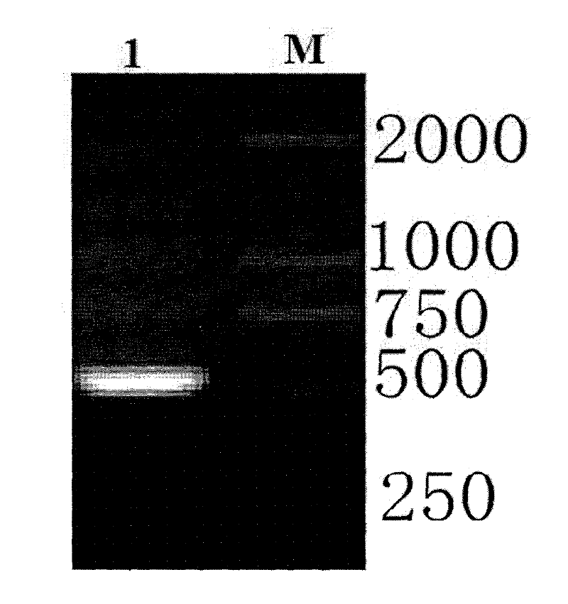 Recombinant antimicrobial peptide (AMP) as well as genetic engineering preparation method and application thereof