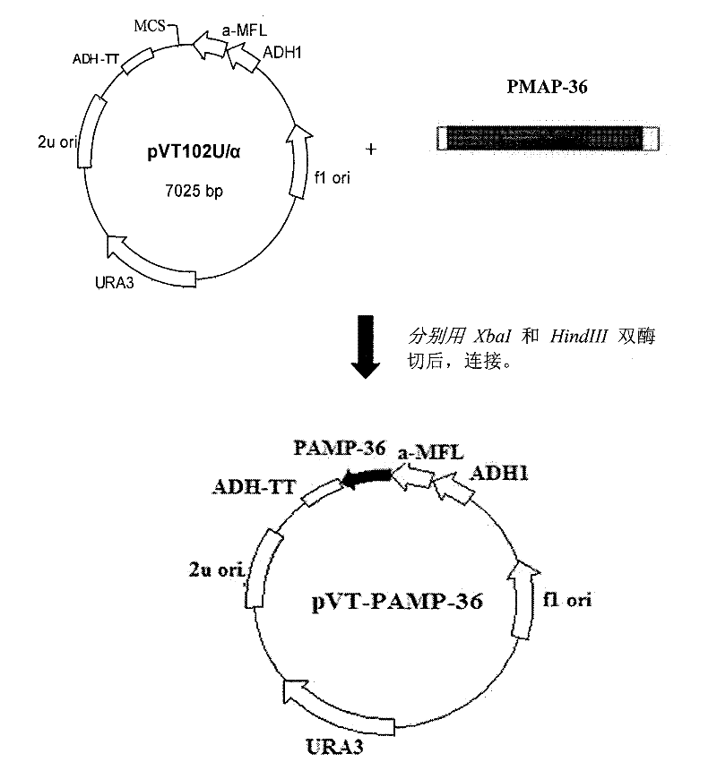 Recombinant antimicrobial peptide (AMP) as well as genetic engineering preparation method and application thereof