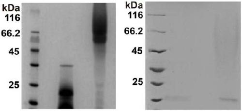 Method for modifying, separating and purifying protein and method for regulating enzyme activity of sulfhydryl protease