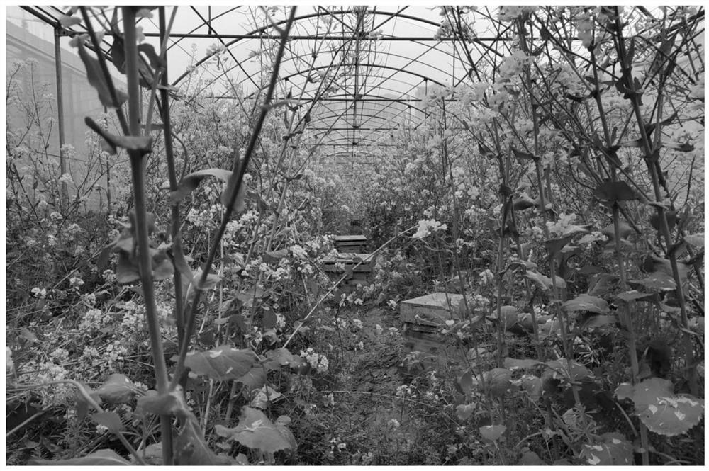 A method of controlling middle bee queen bee isolation mating through gauze greenhouse