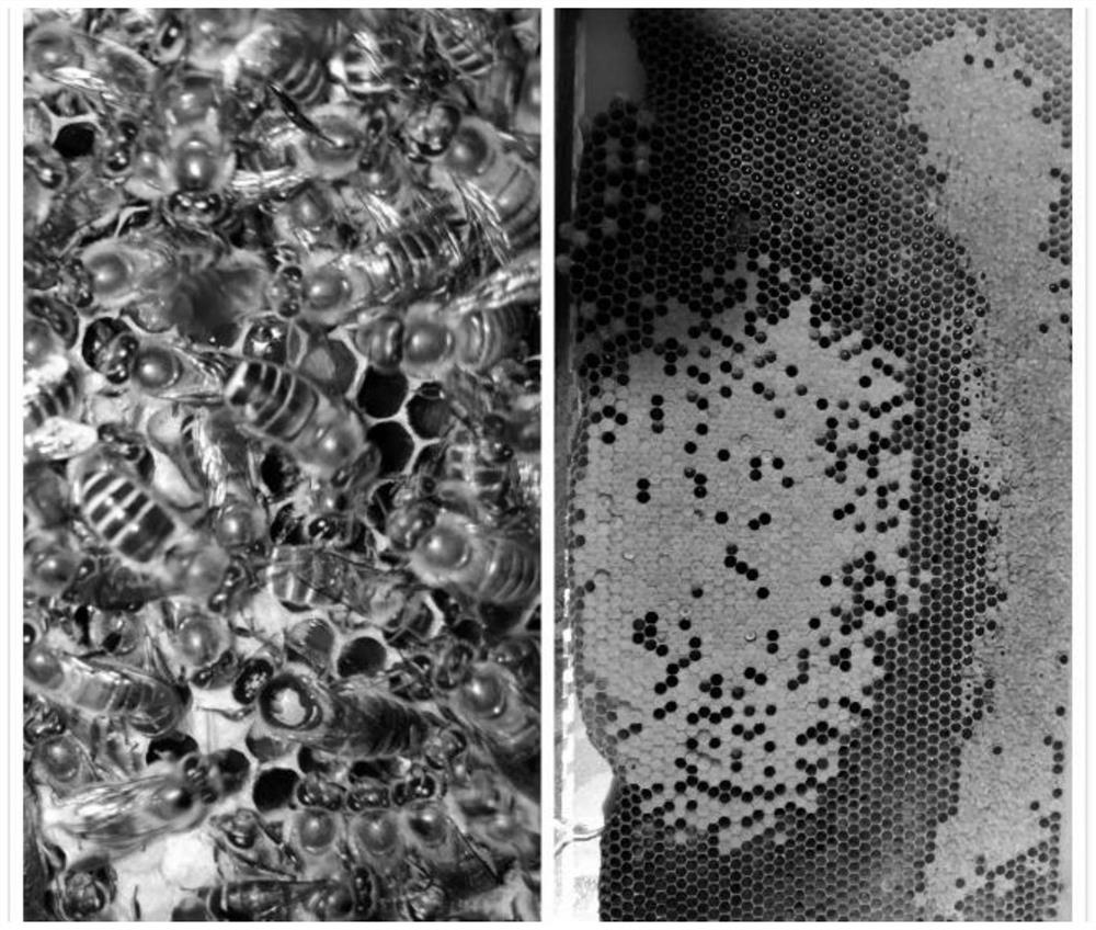 A method of controlling middle bee queen bee isolation mating through gauze greenhouse