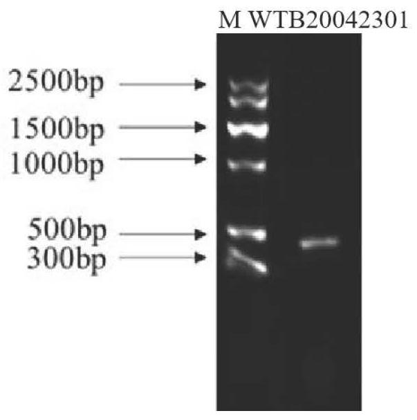 Pichia kudriavzevii used for whole-process green production of fruit wine, and application of Pichia kudriavzevii