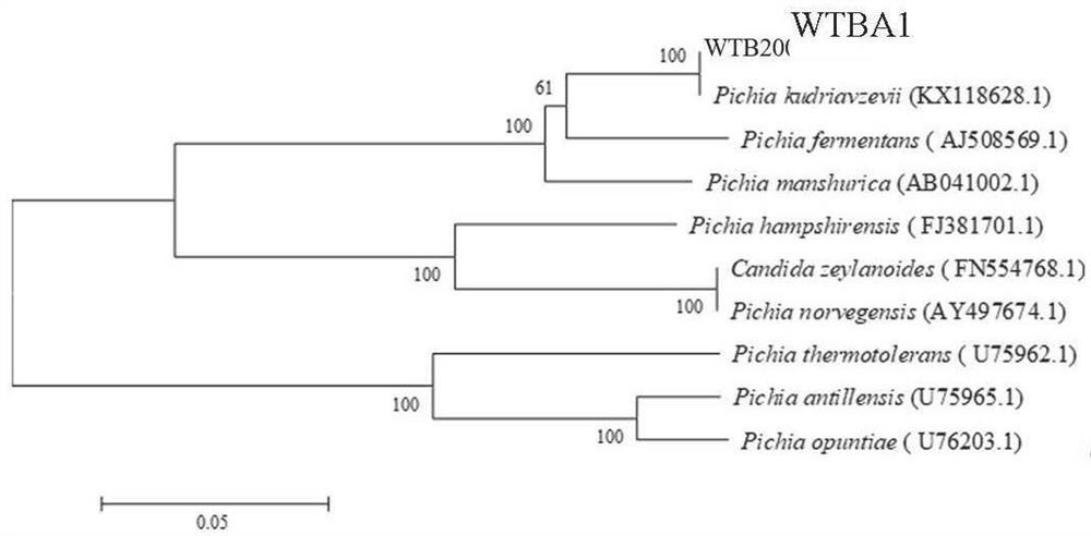 Pichia kudriavzevii used for whole-process green production of fruit wine, and application of Pichia kudriavzevii