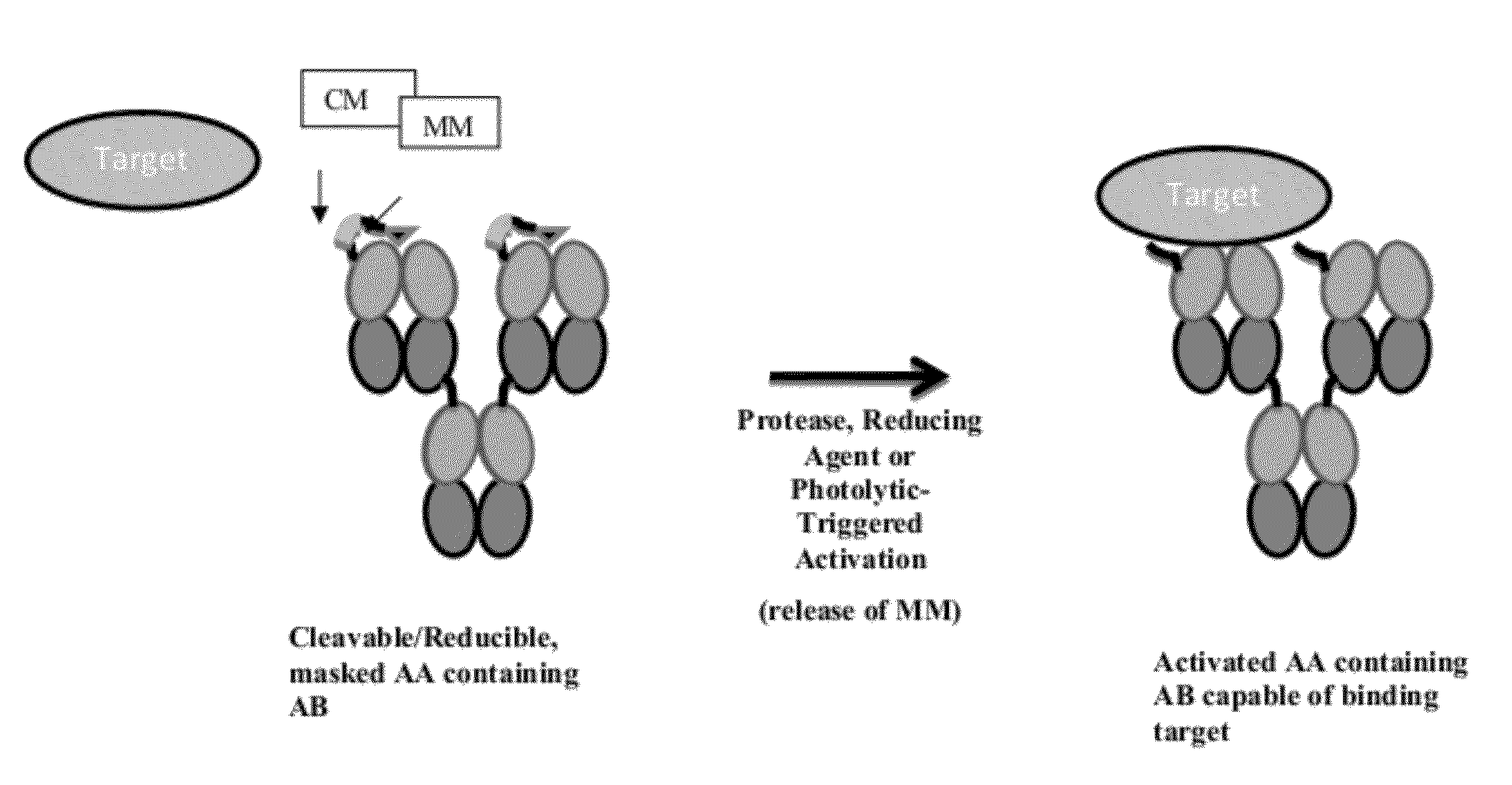 Modified Antibody Compositions, Methods of Making and Using Thereof