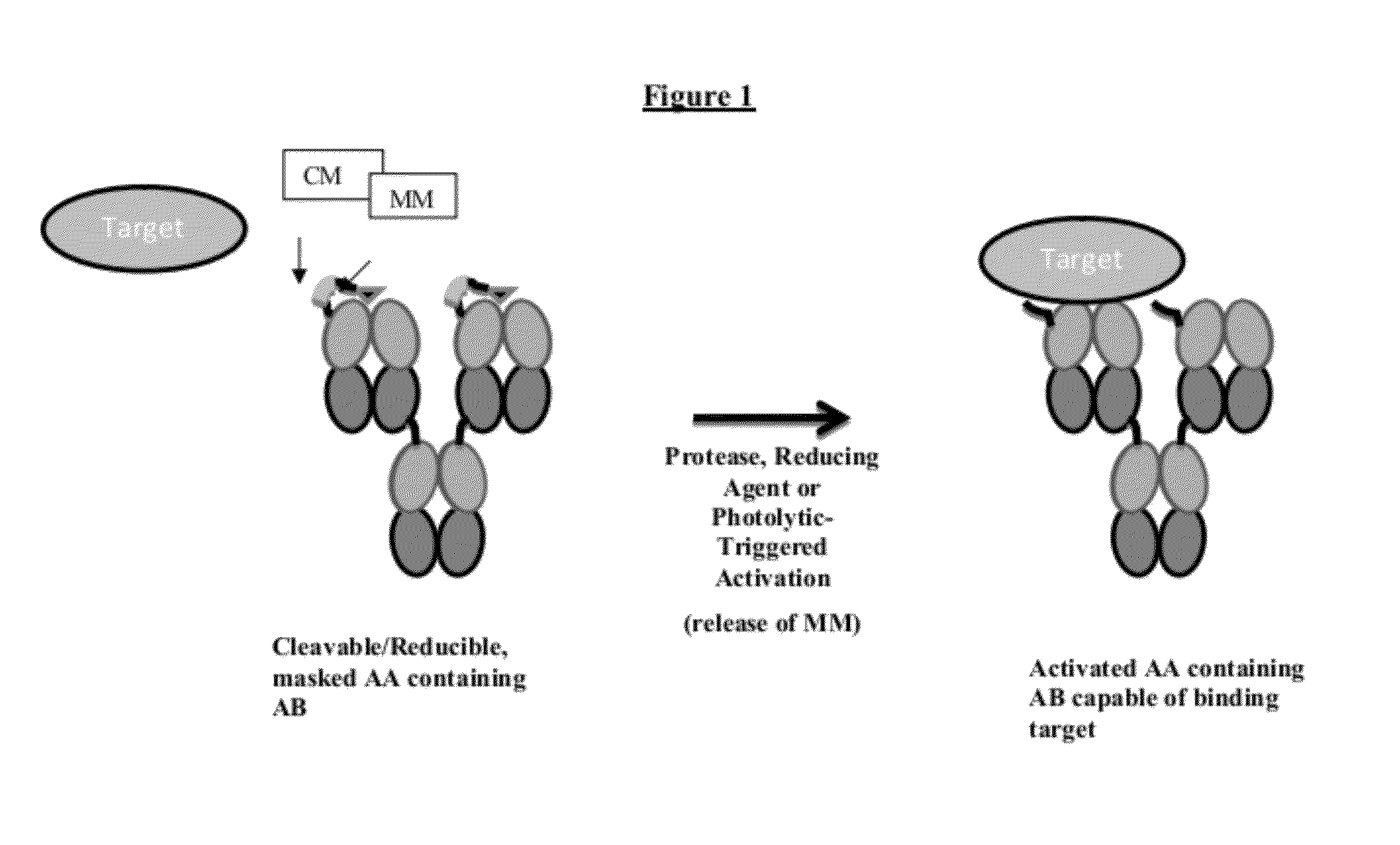 Modified Antibody Compositions, Methods of Making and Using Thereof