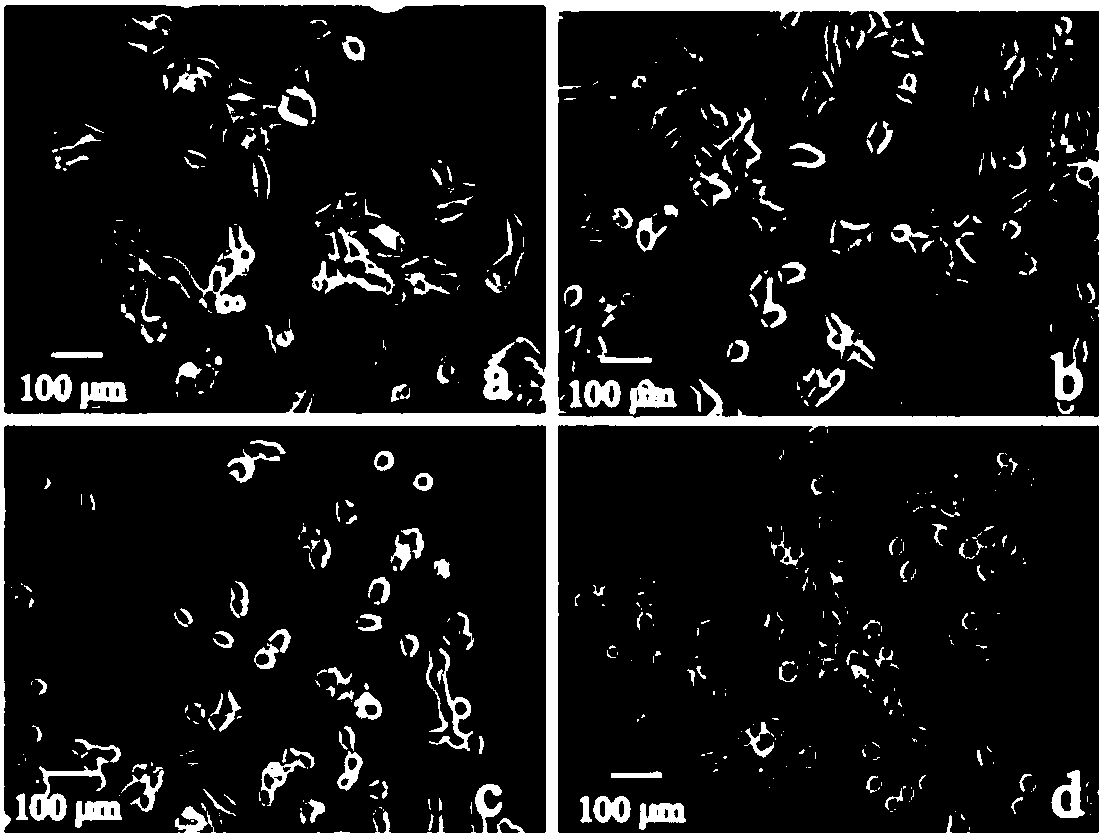 Extraction method of cucurbitane type triterpene compound and medical application in resisting Alzheimer's disease