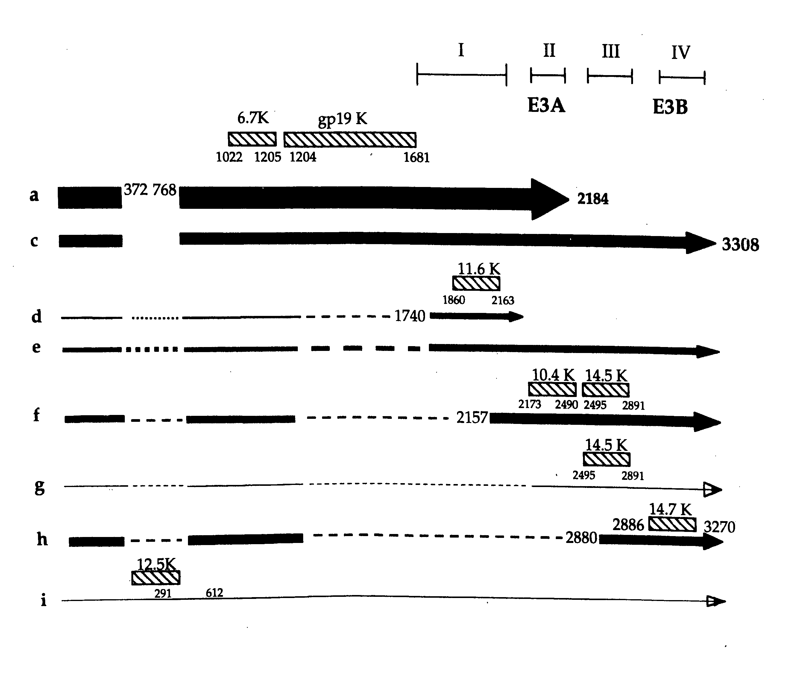 Adenoviral vectors for treating diseases